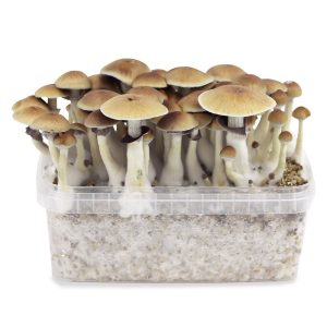 Buy B+ mushrooms online