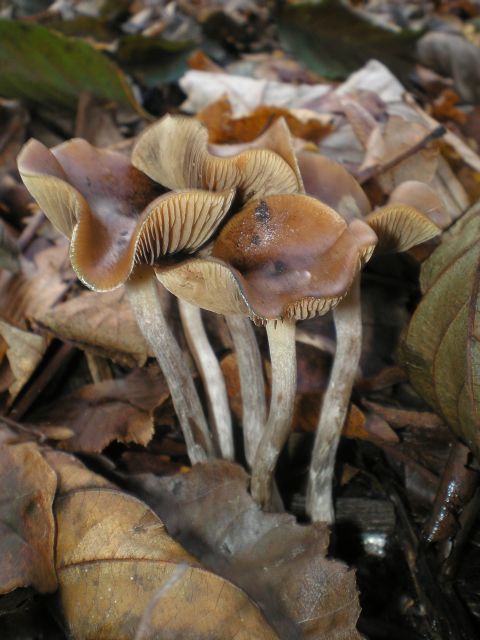 Buy wavy cap mushrooms online